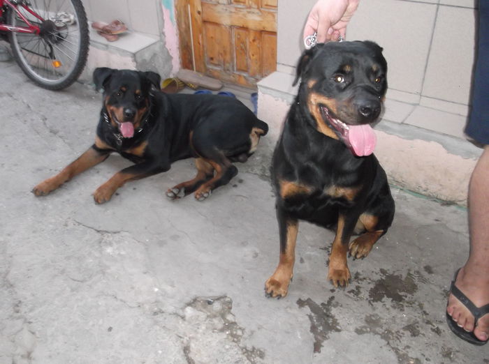  - ROTTWEILER mascul pt monta