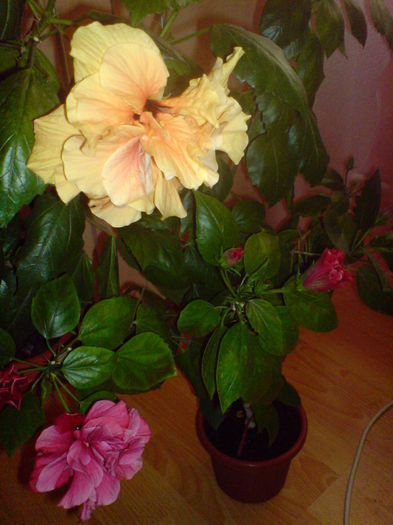 DSC00729 - hibiscus