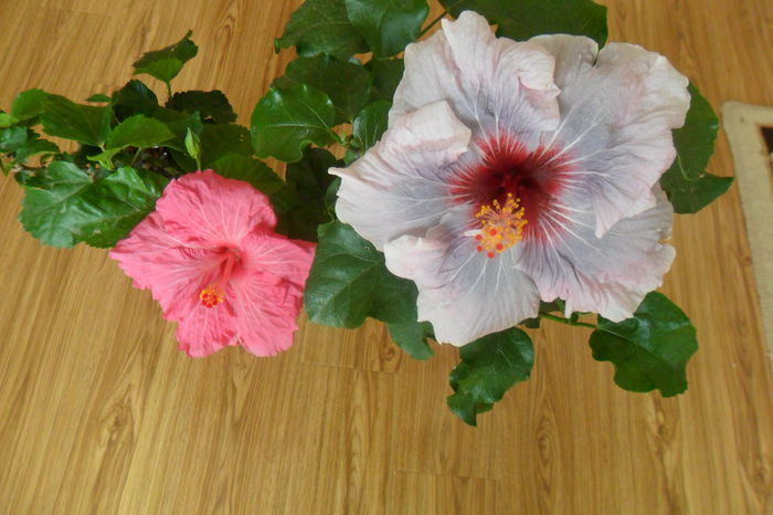 SAM_2000 - hibiscusi 2014-3