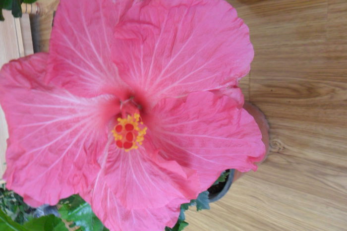 SAM_2003 - hibiscusi 2014-3