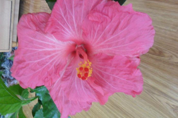 SAM_2005 - hibiscusi 2014-3