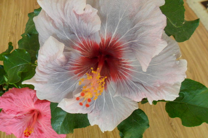 SAM_2006 - hibiscusi 2014-3