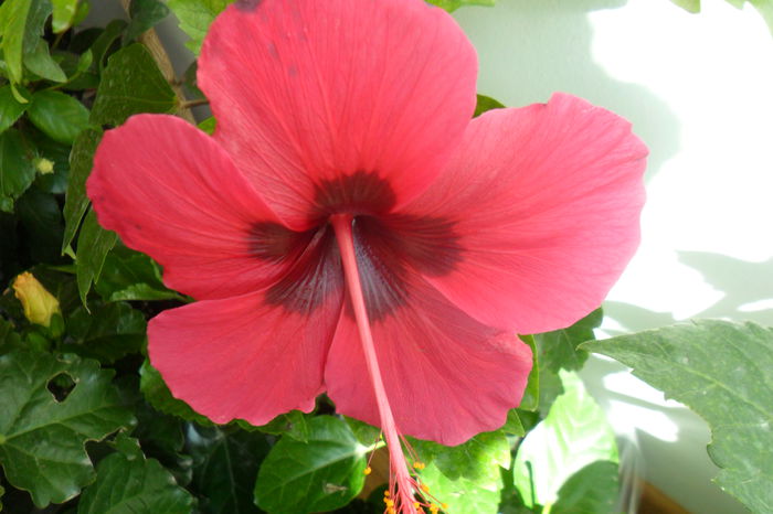 SAM_2010 - hibiscusi 2014-3