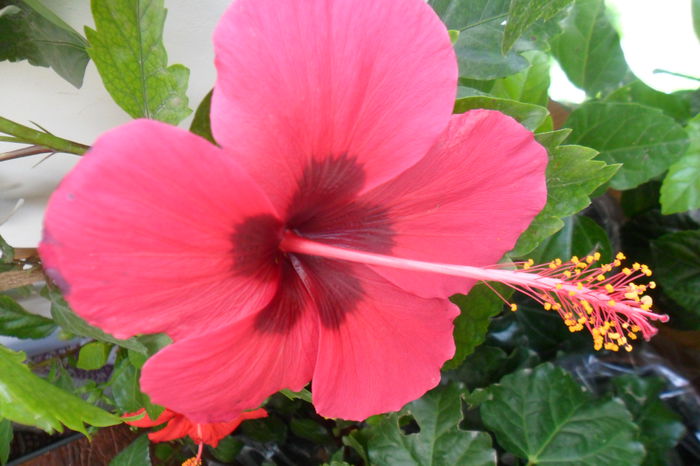 SAM_2011 - hibiscusi 2014-3