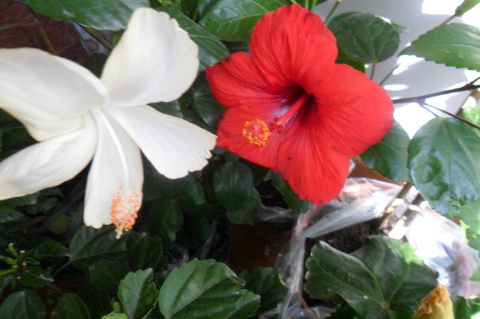 SAM_2012 - hibiscusi 2014-3