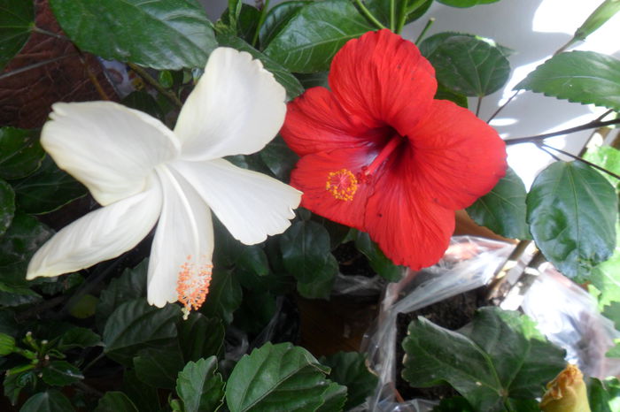 SAM_2013 - hibiscusi 2014-3