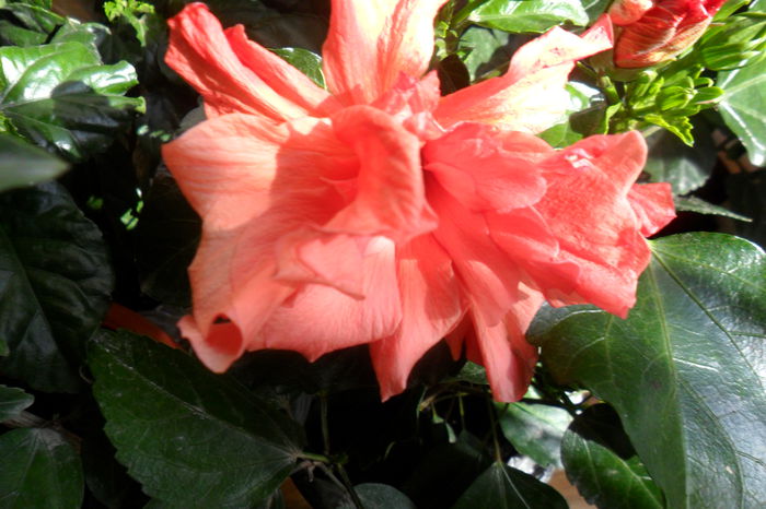 SAM_2014 - hibiscusi 2014-3