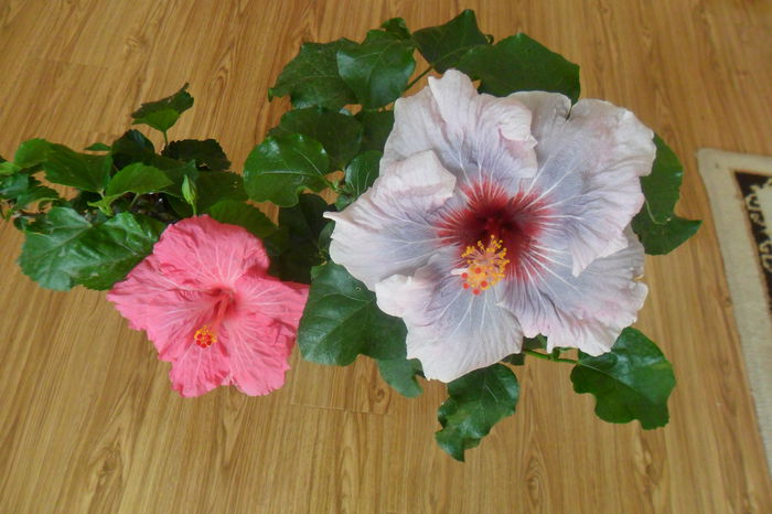 easther malley si lady adele - hibiscusi 2014-3