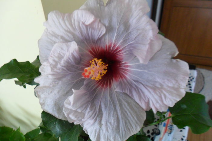 lady adele -a treia zi - hibiscusi 2014-3