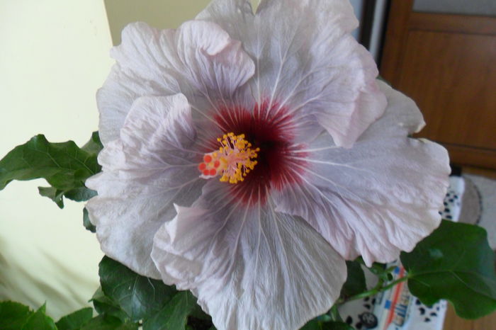 SAM_2018 - hibiscusi 2014-3