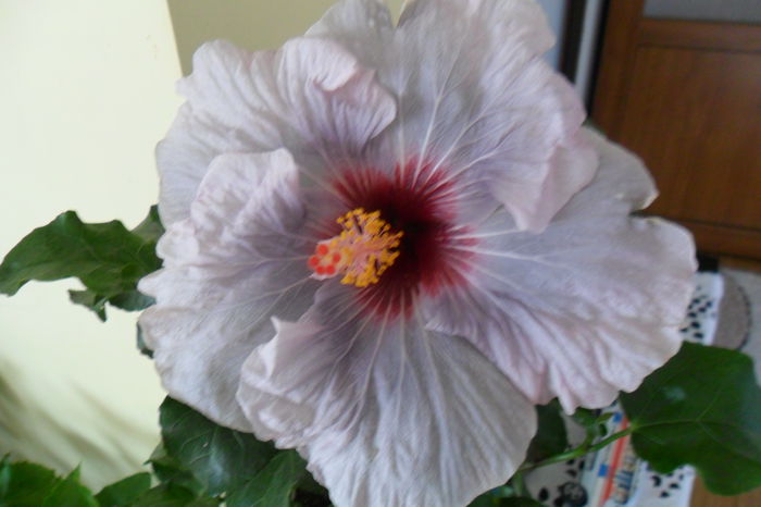 SAM_2019 - hibiscusi 2014-3