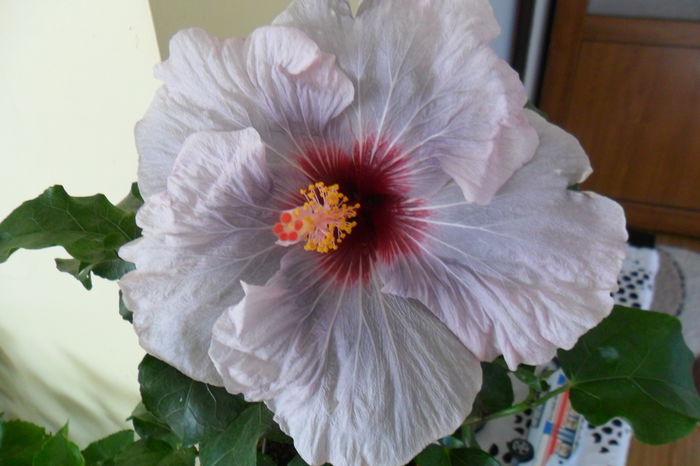 SAM_2020 - hibiscusi 2014-3