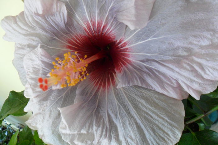 SAM_2021 - hibiscusi 2014-3