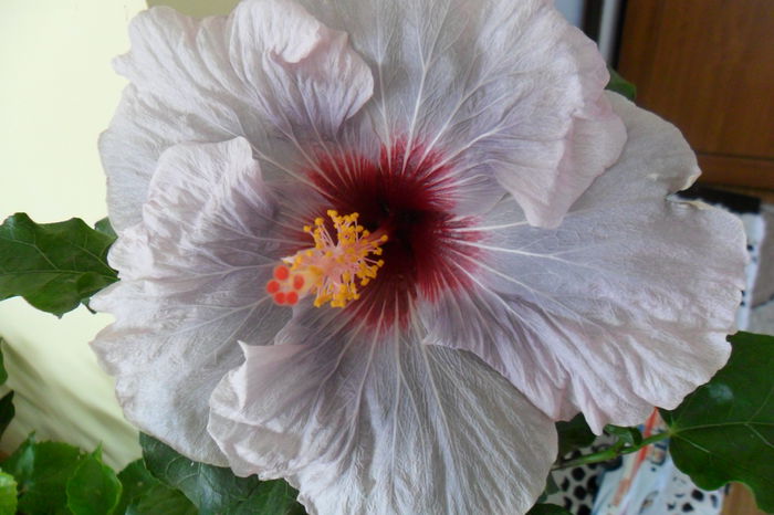 SAM_2024 - hibiscusi 2014-3