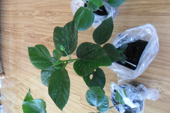 SAM_2025 - hibiscusi 2014-3