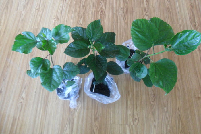 hibi gommer inradacinati din toamna trecuta - hibiscusi 2014-3