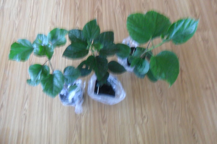 SAM_2027 - hibiscusi 2014-3