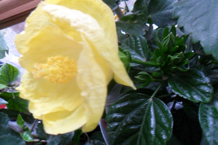 SAM_2030 - hibiscusi 2014-3