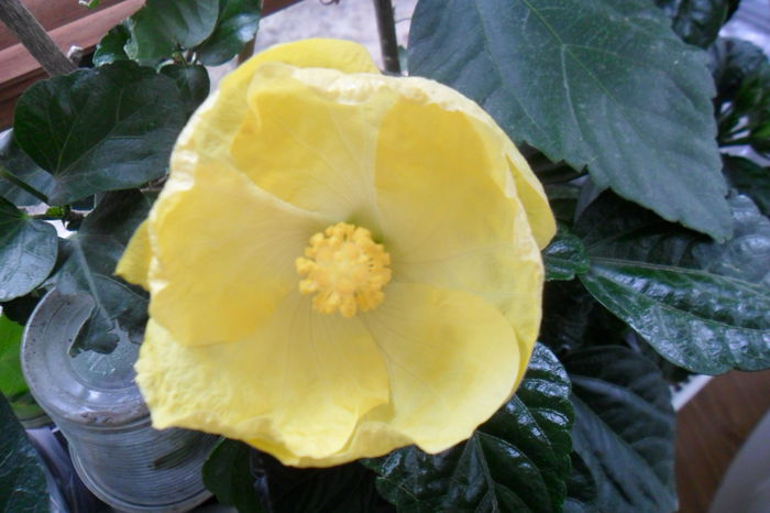 SAM_2031 - hibiscusi 2014-3