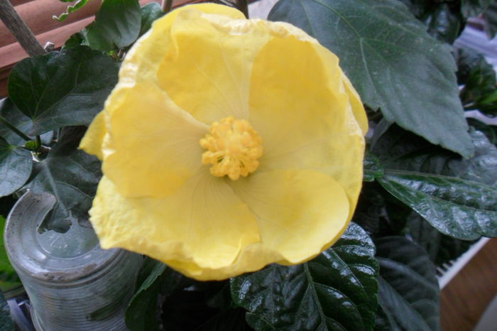 SAM_2032 - hibiscusi 2014-3