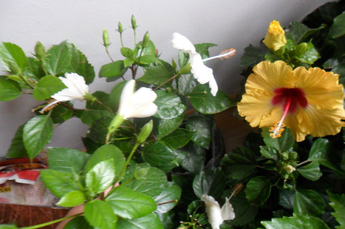 SAM_2036 - hibiscusi 2014-3