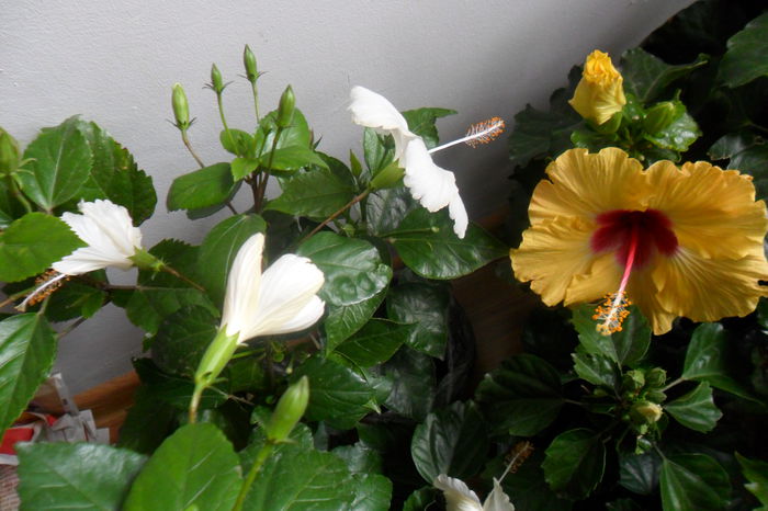 SAM_2037 - hibiscusi 2014-3