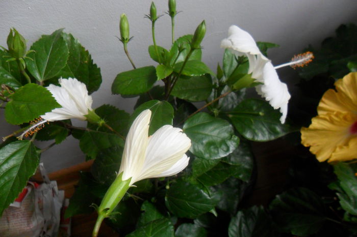 SAM_2038 - hibiscusi 2014-3