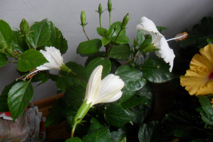 SAM_2039 - hibiscusi 2014-3