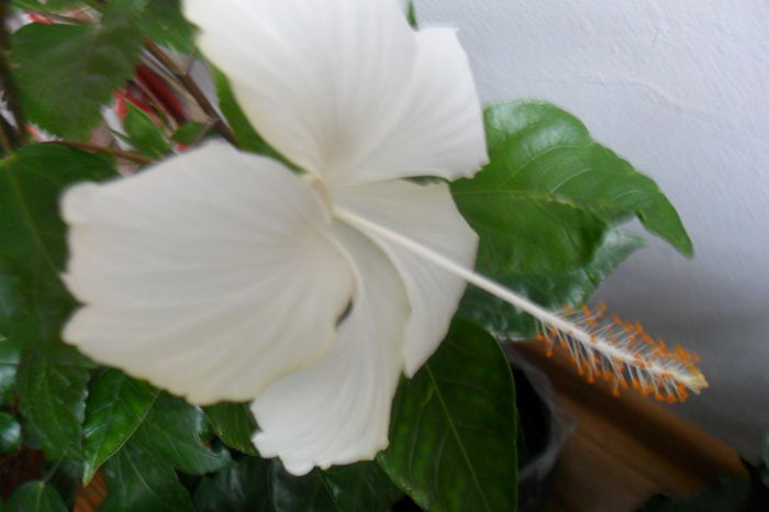 SAM_2041 - hibiscusi 2014-3