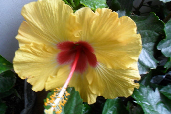 SAM_2045 - hibiscusi 2014-3