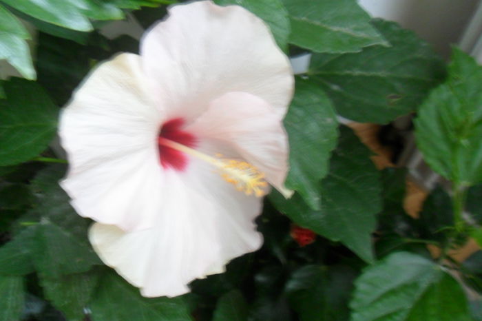 SAM_2046 - hibiscusi 2014-3