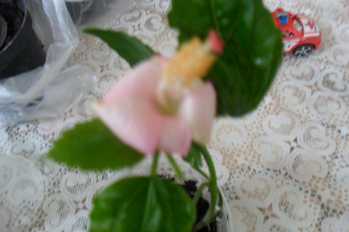 SAM_2047 - hibiscusi 2014-3