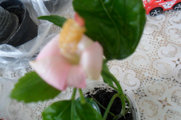 dainthy roz -inflorit in captivitate - hibiscusi 2014-3
