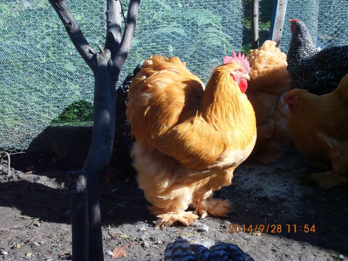 1980046_1544656445768155_4270364842610220091_o