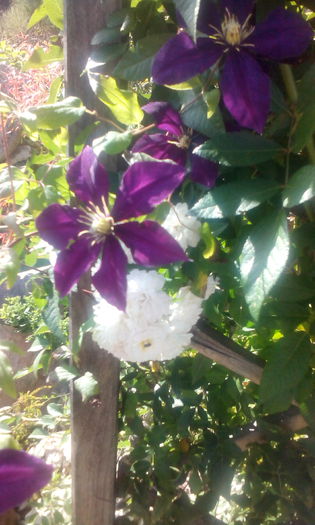 IMG_20140928_145828[1] - CLEMATIS NIOBE