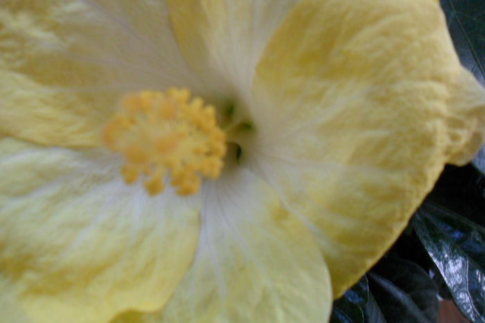 SAM_2059 - hibiscusi 2014-3