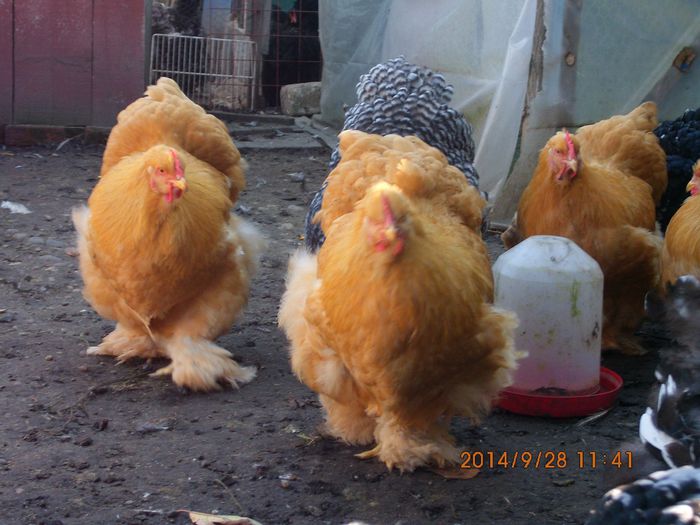 10338401_1544655709101562_3237547729853051525_o