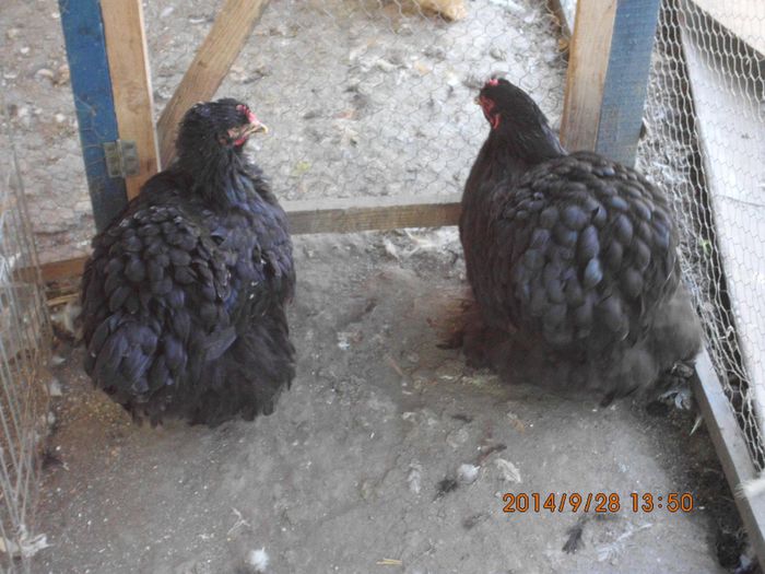 10431214_1544683859098747_2836641487601092159_o