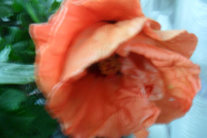 SAM_2077 - hibiscusi 2014-3