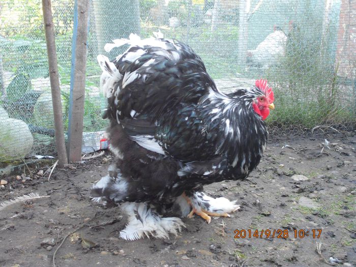 10608681_1544629879104145_8345973509319826341_o