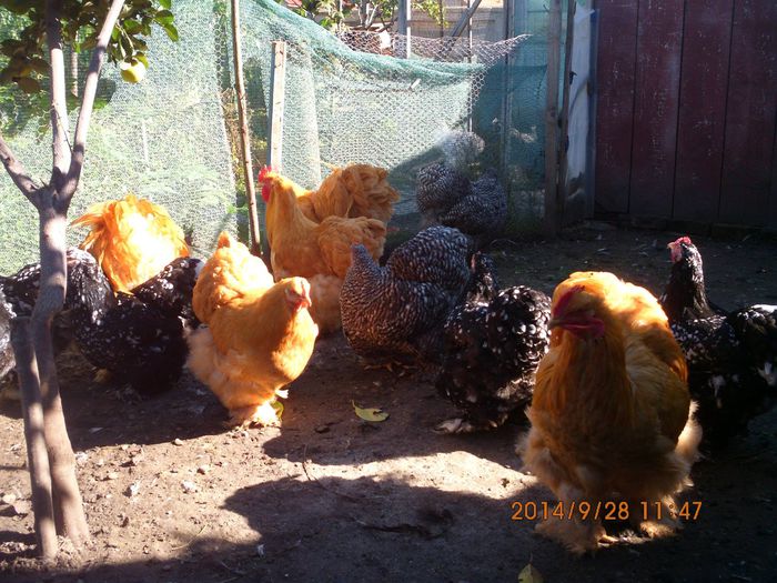 10608724_1544656179101515_8895574560222559944_o - TINERET 2014   2