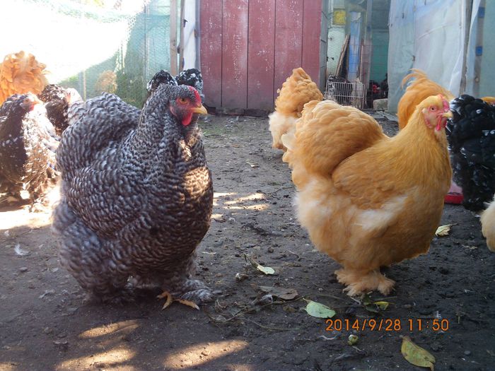 10619962_1544656199101513_5848867869933923433_o