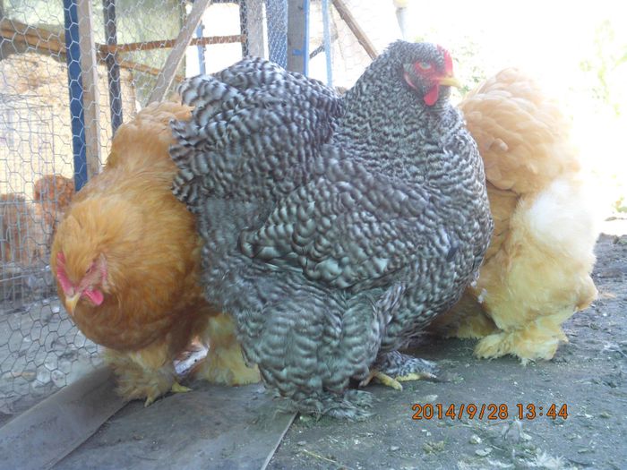 10620017_1544683345765465_929801026460705732_o