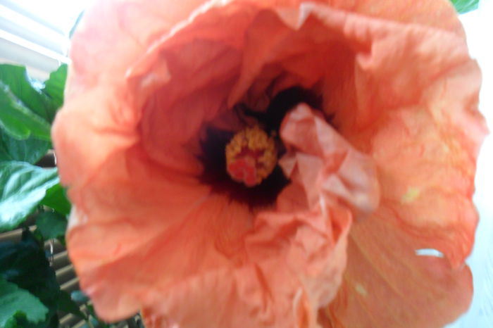 SAM_2091 - hibiscusi 2014-3