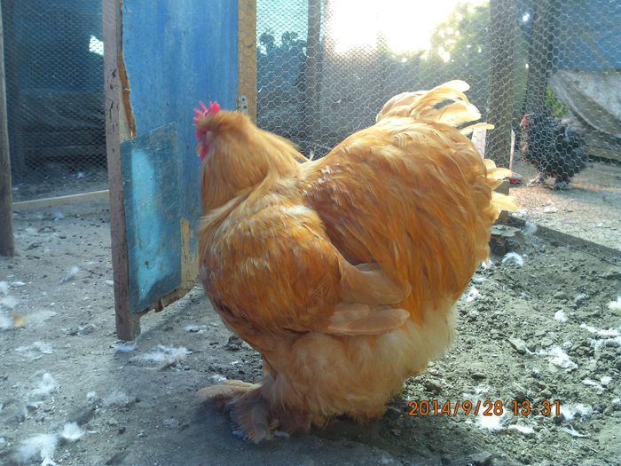 10644501_1544683609098772_3691783592132937091_o