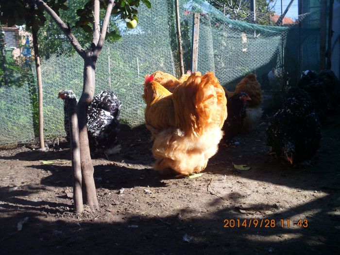 10644699_1544655982434868_2857260171431609394_o - TINERET 2014   2