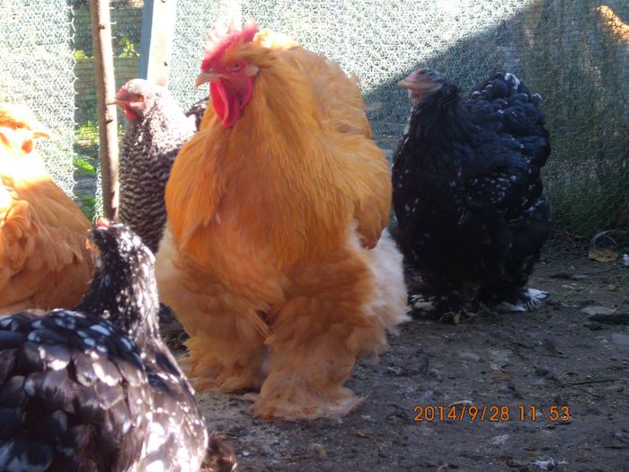 10679798_1544656509101482_8215612771010731017_o - TINERET 2014   2