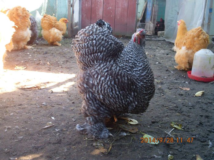 10683656_1544656135768186_8820706128269663931_o