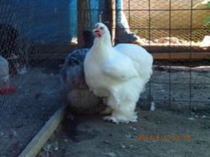 98602291_AWZQLZV - TINERET 2014   2