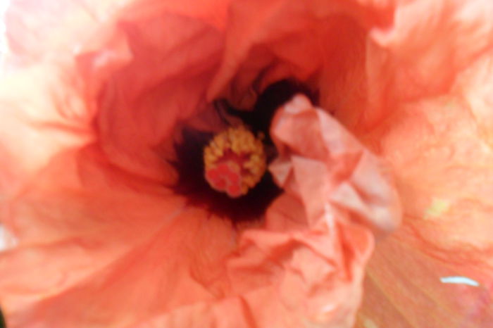 SAM_2092 - paper tree